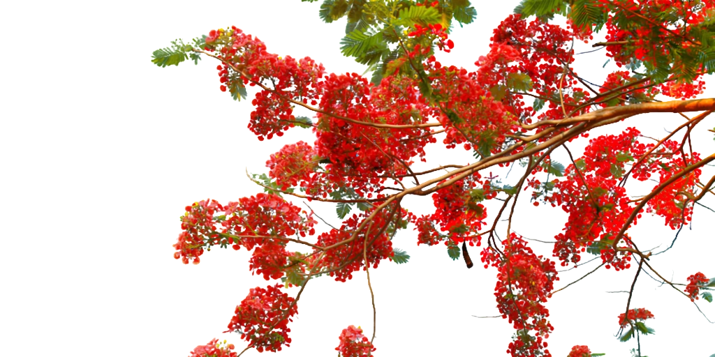 Cành hoa phượng vĩ KiyoEdu